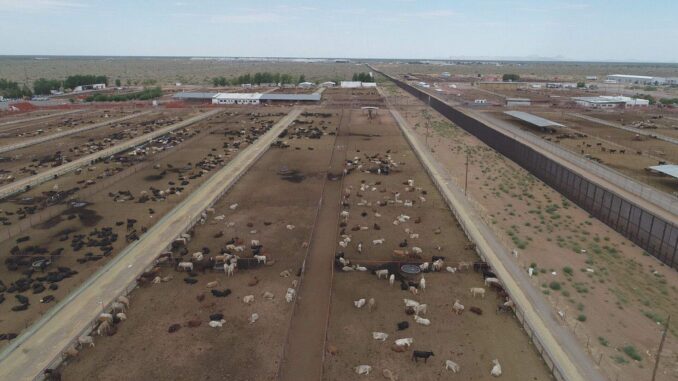 Se reactiva la exportación de ganado en pie por el Puerto de San Gerónimo-Santa Teresa
