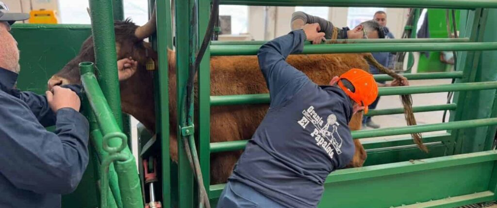 Avanza exportación de ganado de pie con reapertura en Ojinaga