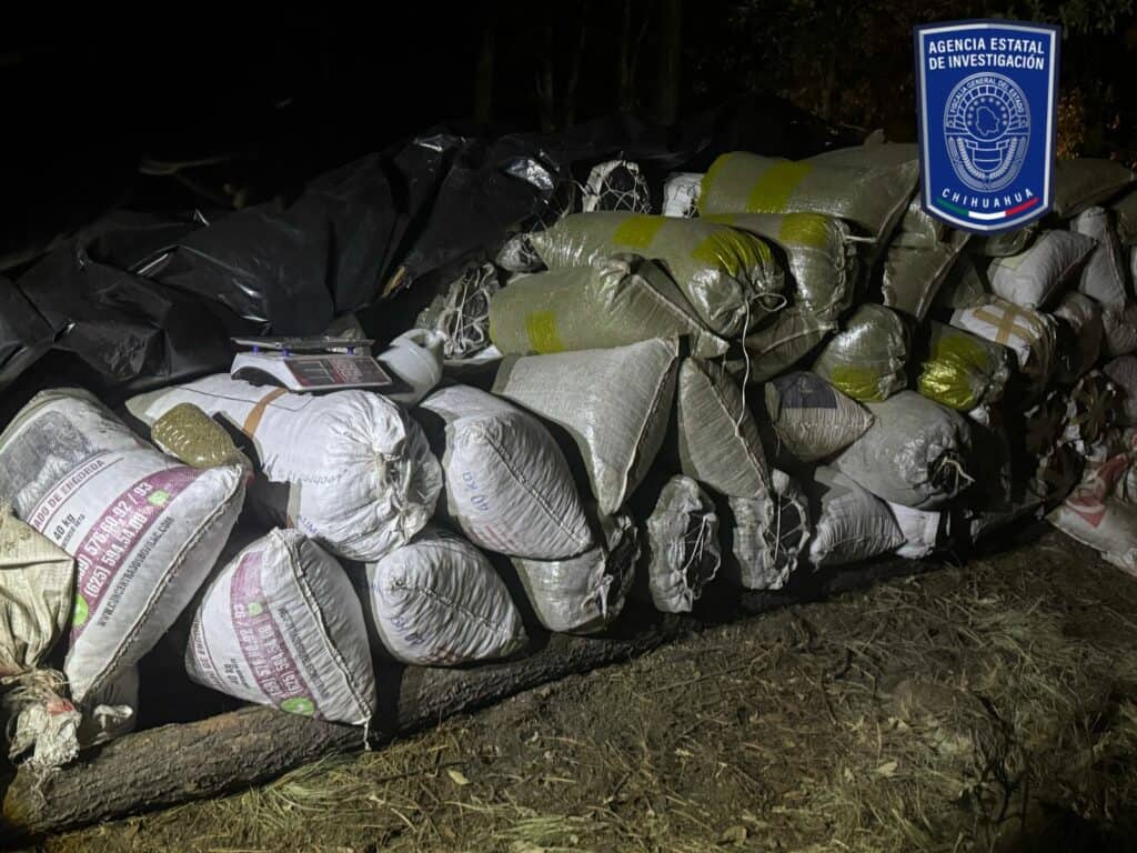 Asegura célula BOI marihuana cercana a las fosas clandestinas en Casas Grandes