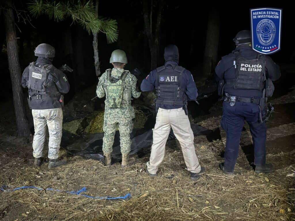 Asegura BOI gran cantidad de marihuana cerca del lugar del hallazgo de cuerpos inhumados clandestinamente en Casas Grandes