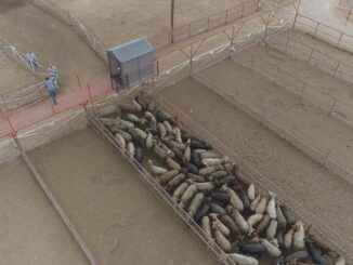 Avanza cruce de cabezas de ganado por la Estación Cuarentenaria de San Jerónimo