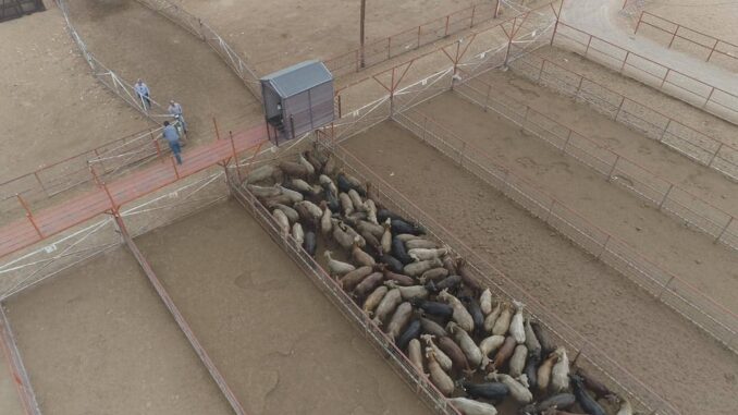 Avanza cruce de cabezas de ganado por la Estación Cuarentenaria de San Jerónimo
