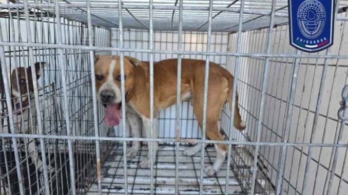 Rescató Fiscalía Norte 38 canes víctimas de maltrato animal durante febrero
