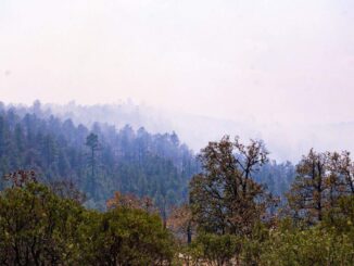 Participan 124 brigadistas en combate a incendios forestales