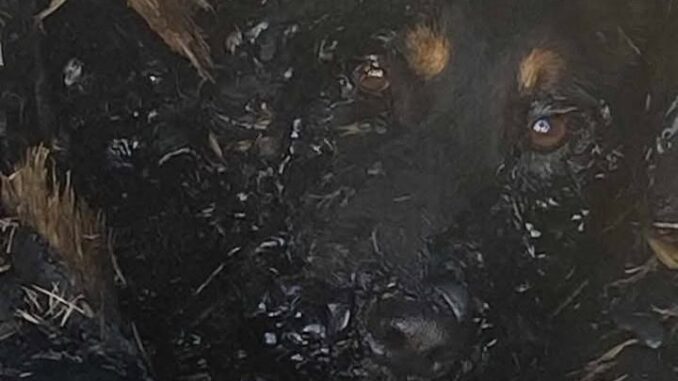 Maru Campos instruye investigación a fondo por caso de la perrita “Violeta”