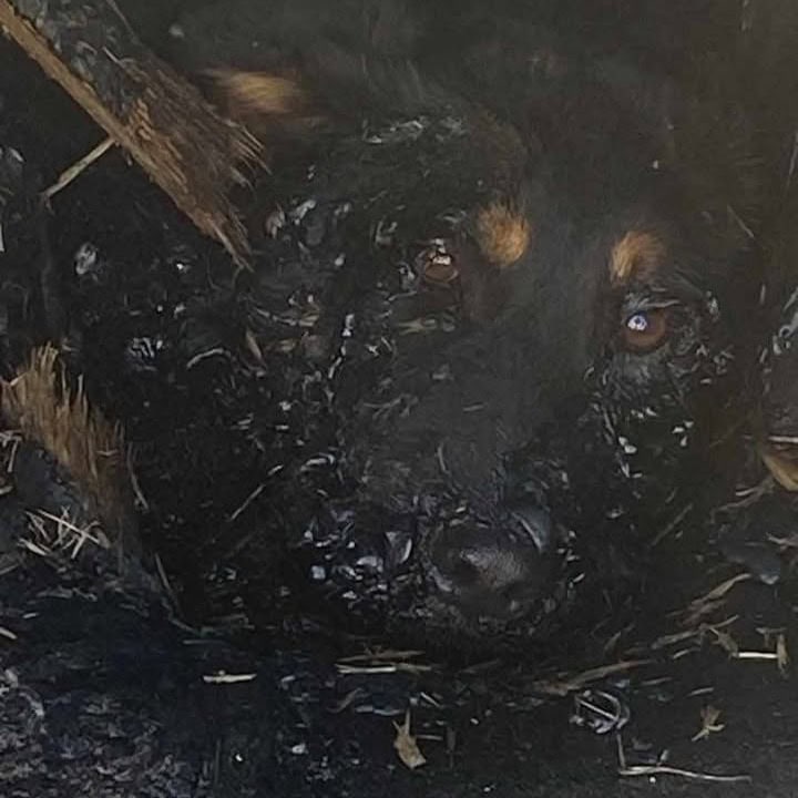 Maru Campos instruye investigación a fondo por caso de la perrita “Violeta”