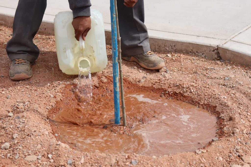 Comparte Municipio cómo plantar un árbol de manera correcta