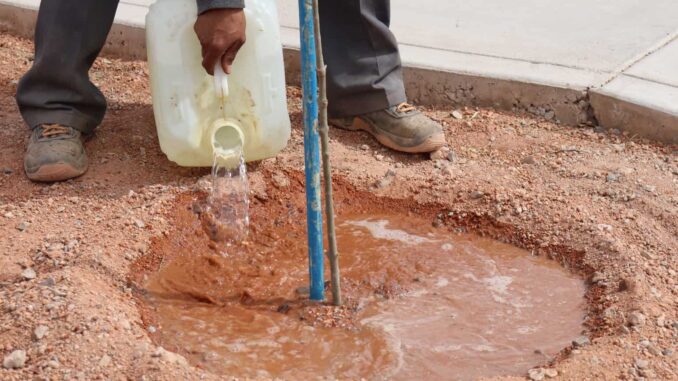 Comparte Municipio cómo plantar un árbol de manera correcta