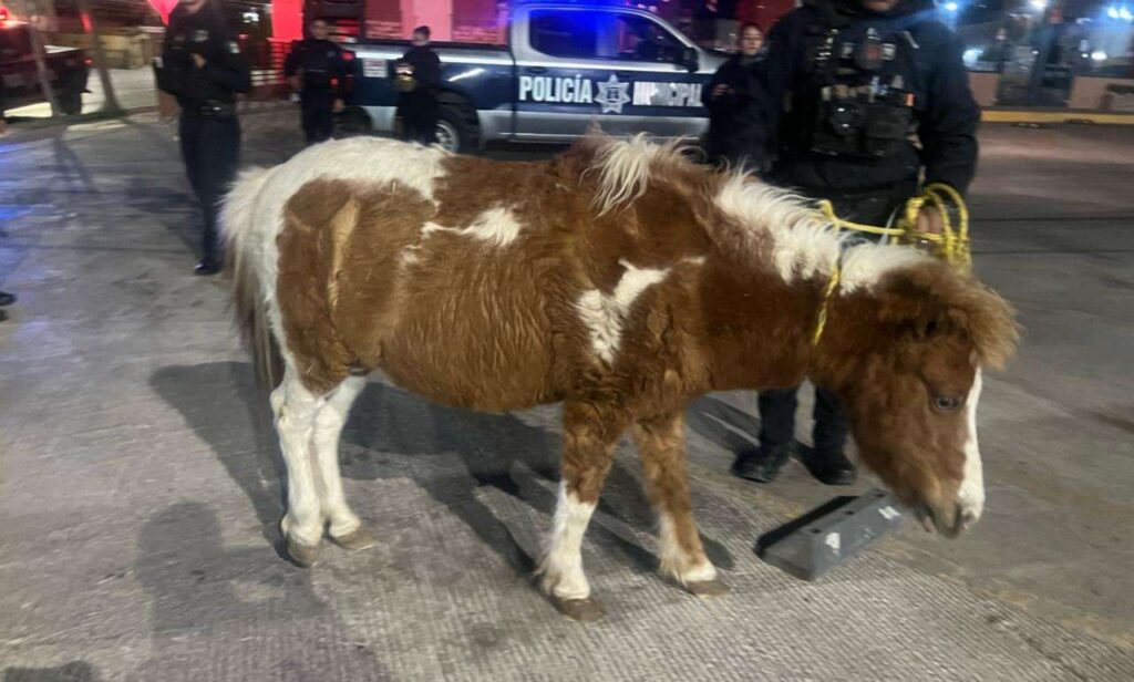 Resguardan policías municipales a pony que vagaba por la vía pública