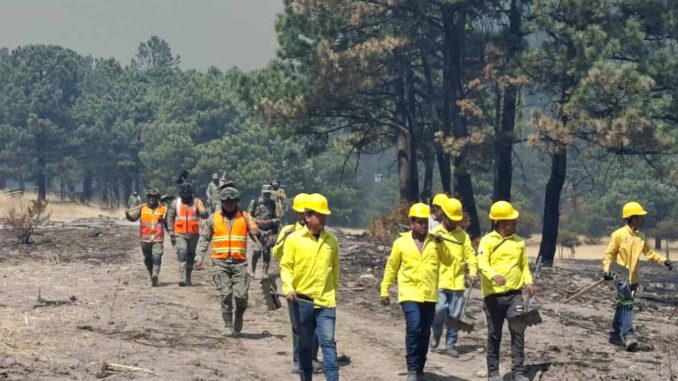 Controlado al 65 por ciento incendio forestal en Balleza