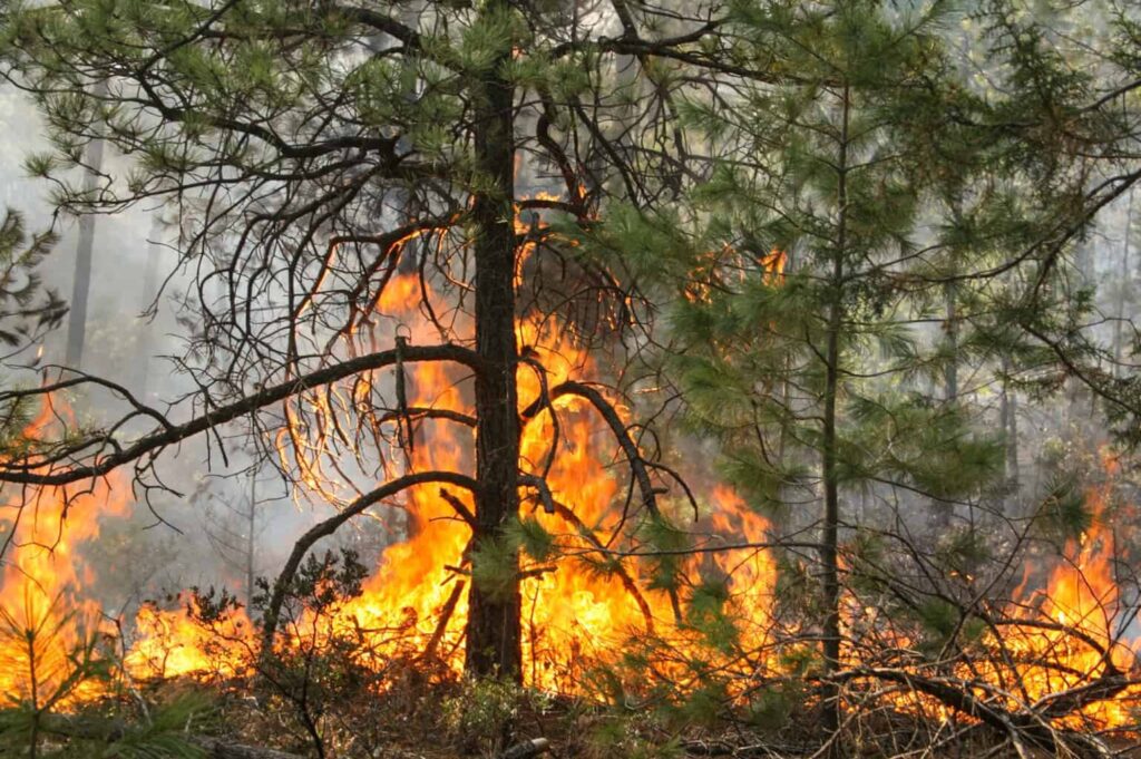 Urgen recursos para enfrentar incendios en el Estado: Congreso