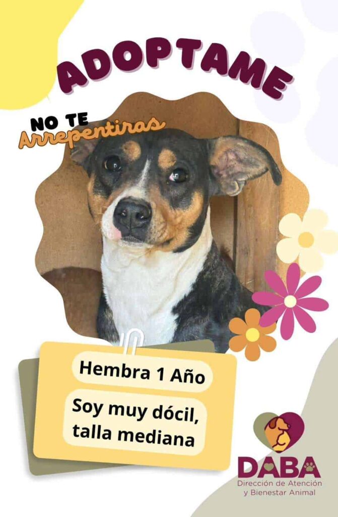 Invita Daba a adoptar mascotas