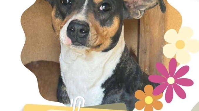 Invita Daba a adoptar mascotas