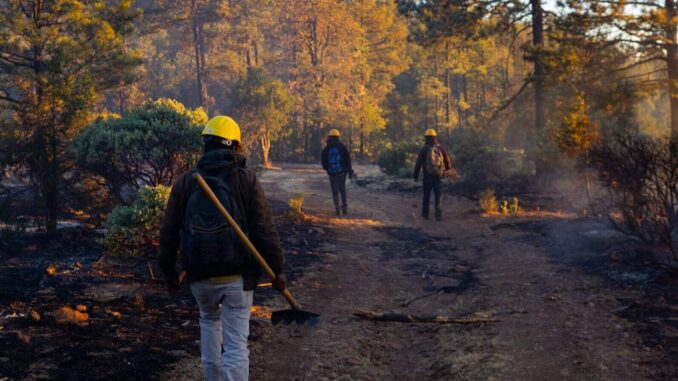 Despliegan brigadas para abatir incendio forestal en San Juanito