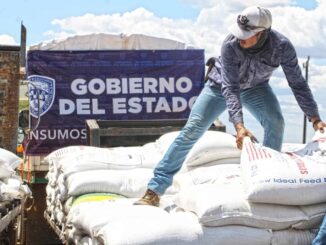 Abre SDR convocatoria del programa de maíz subsidiado para bovinos y especies menores