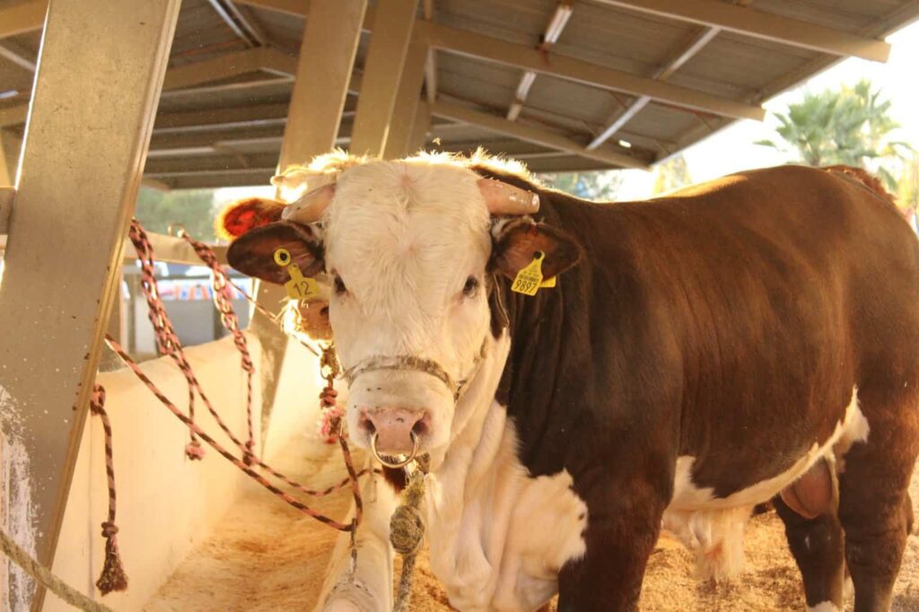 Lanza SDR convocatoria para apoyar a productores ganaderos en la adquisición de sementales bovinos