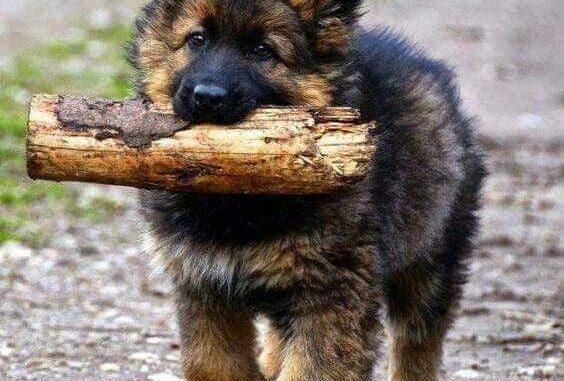 Refuerza Policía Municipal vigilancia en parques con binomios caninos