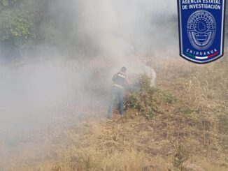 Destruye AEI plantío de marihuana en Guadalupe y Calvo