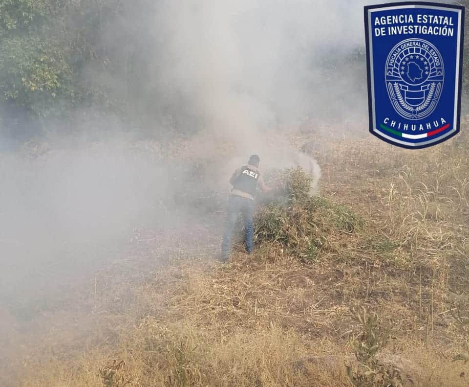 Destruye AEI plantío de marihuana en Guadalupe y Calvo