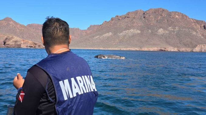 Semar lidera operación de puesta a flote de ballena muerta en costas de Sonora