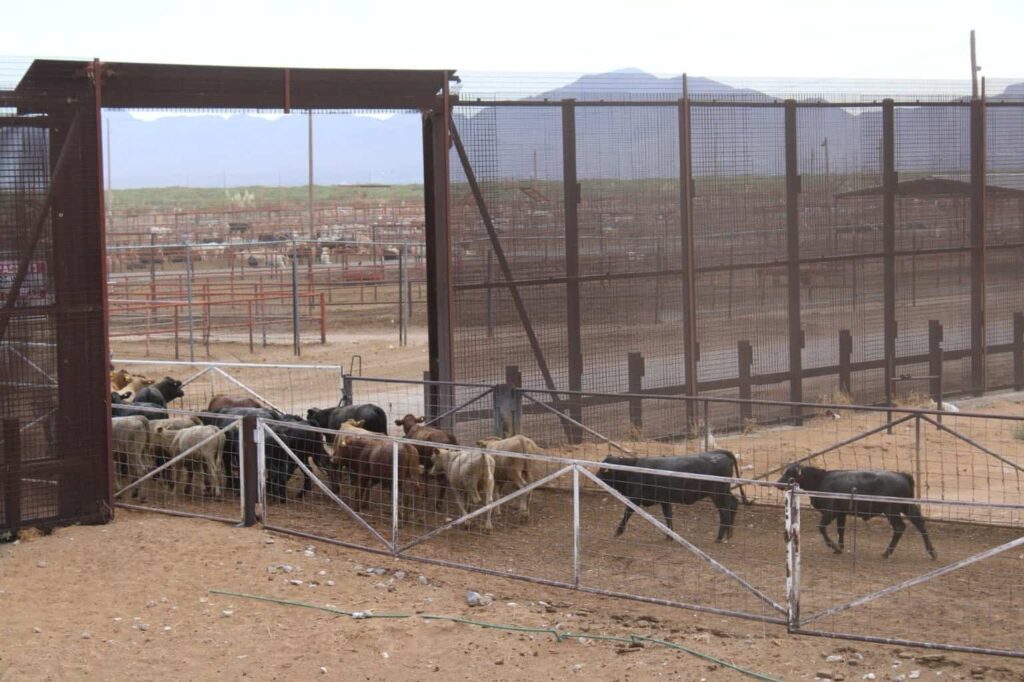 Da estado seguimiento puntual a situación fitozoosanitaria y coordina acciones en favor del sector ganadero