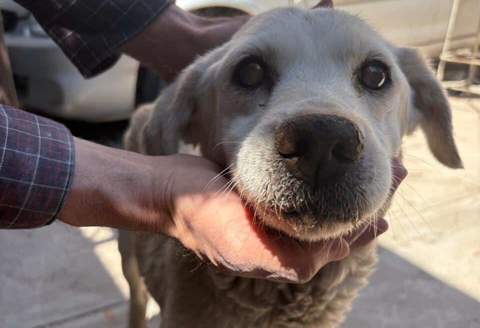 Atienden dependencias del gobierno municipal salud de perrita de colonia San Pablo