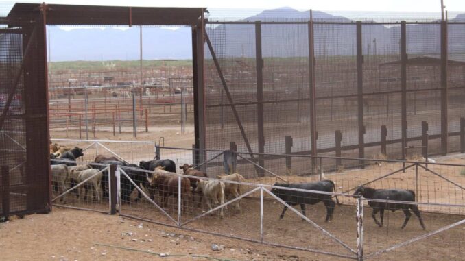 Chihuahua no registra casos de GBG: se mantiene libre de la enfermedad y refuerza su vigilancia sanitaria