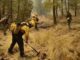 Desarrollo Rural apoya con maquinaria y personal para combatir incendio forestal en Madera