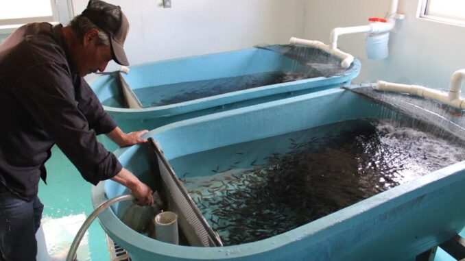 Abre convocatoria para acceder a apoyos en el sector pesquero y acuícola en Chihuahua