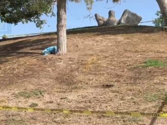 Hallan sin vida a un hombre junto a la Mediateca en parque del Palomar