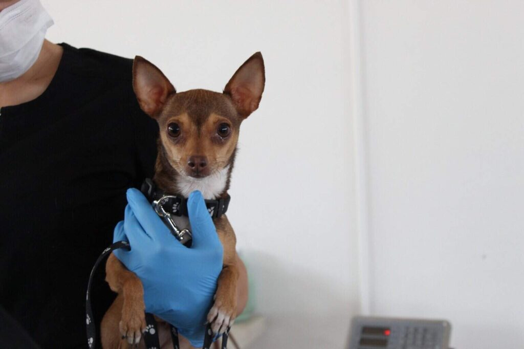 Esteriliza Unidad Móvil del IMPAS a más de 50 mascotas en zona rural El Sauz