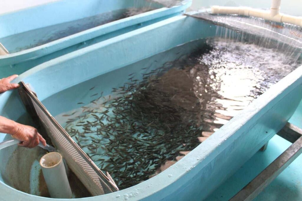 Lanza SDR convocatoria de apoyos para cooperativas pesqueras y centros acuícolas