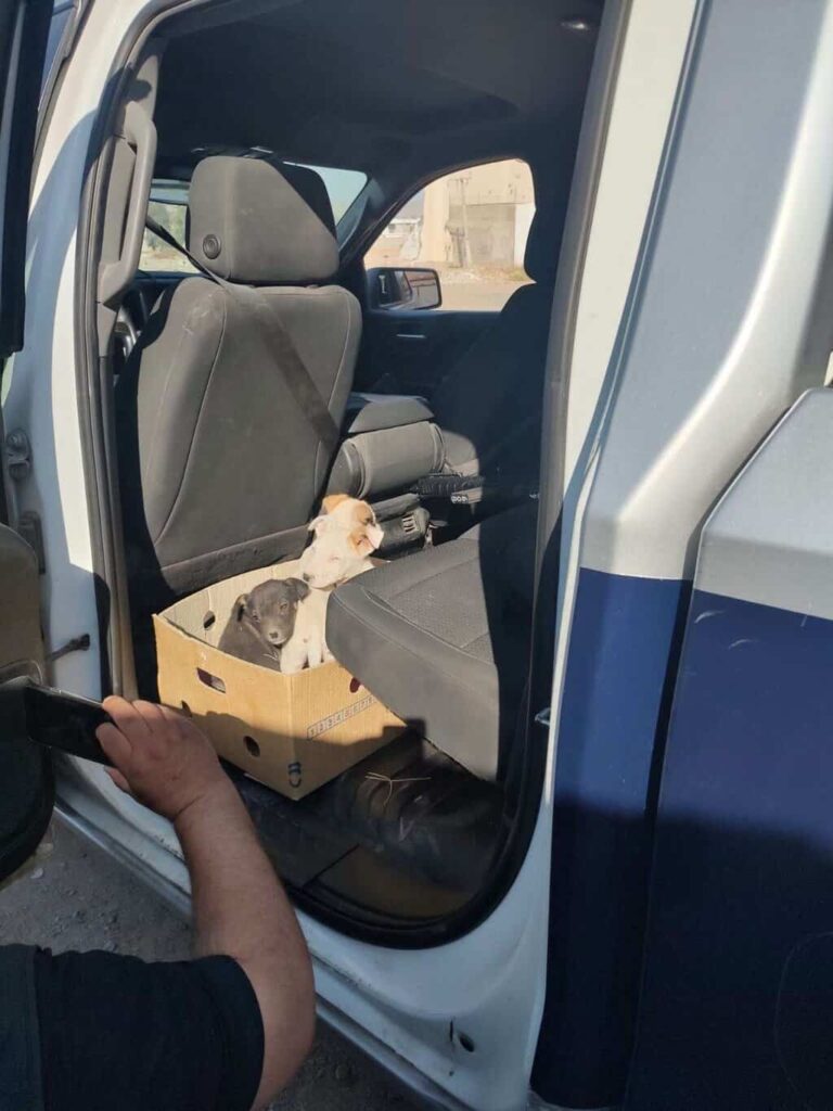 Resguardan a cuatro cachorros abandonados en baldío de Misiones del Sur